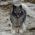 Keeshond (německy wolfspitz)